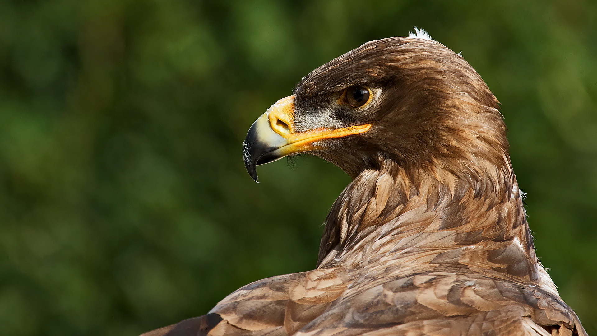 Wüstenbussard