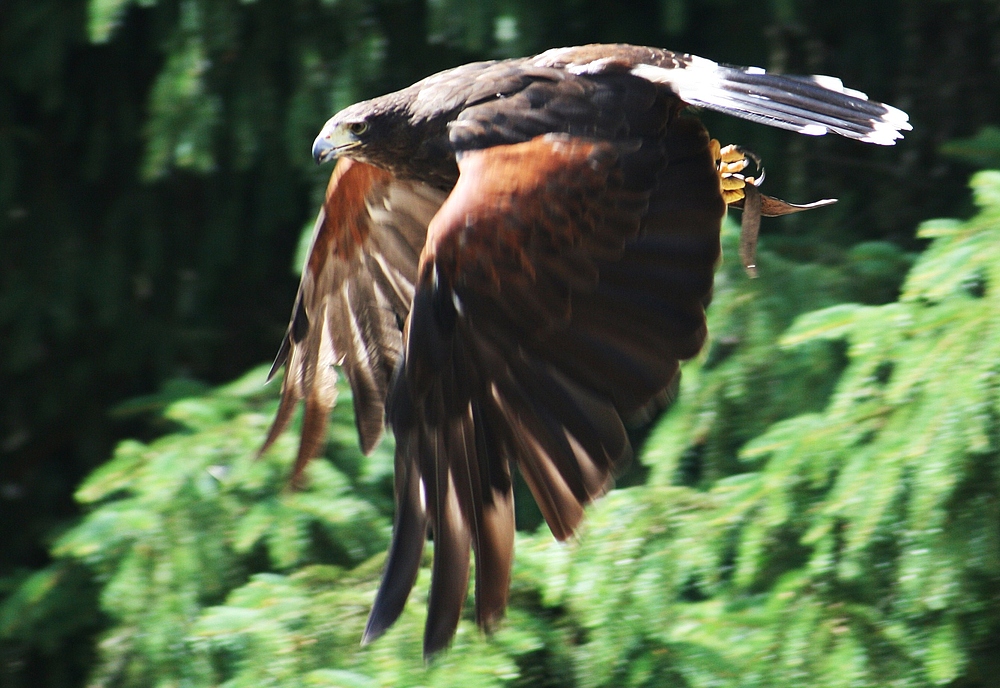 Wüstenbussard bei der Flugschau in Hellenthal