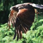 Wüstenbussard bei der Flugschau in Hellenthal