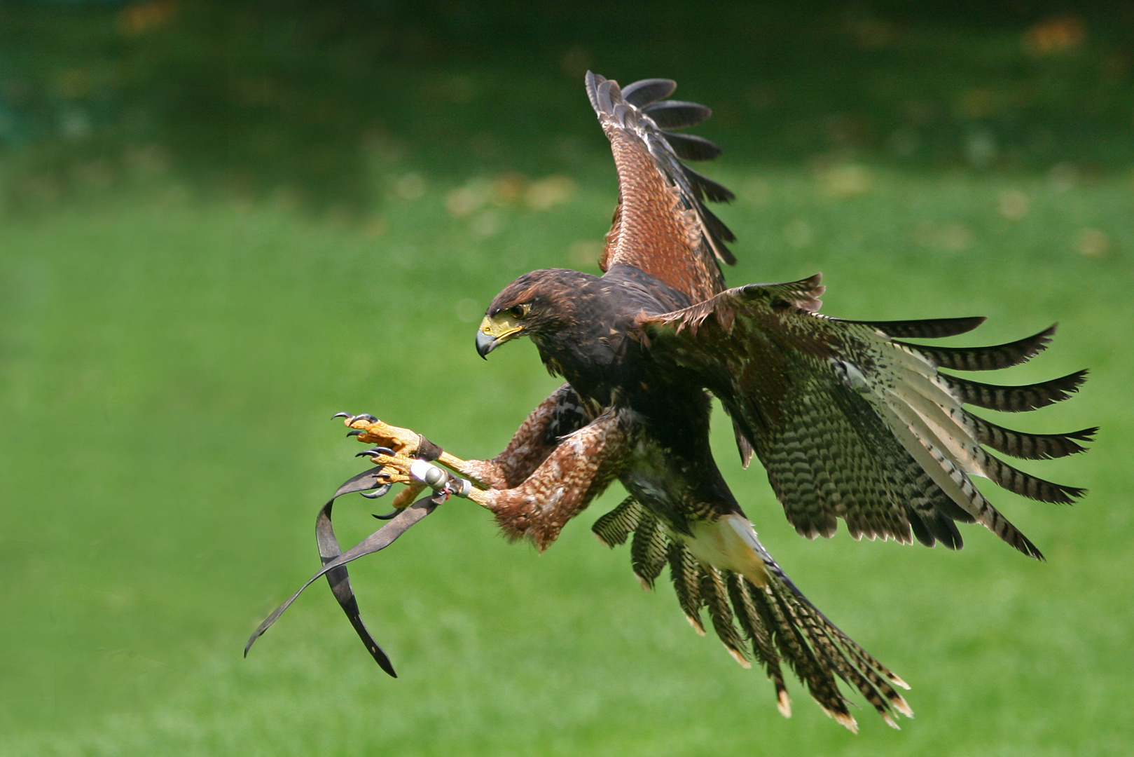 Wüstenbussard bei der Jagd