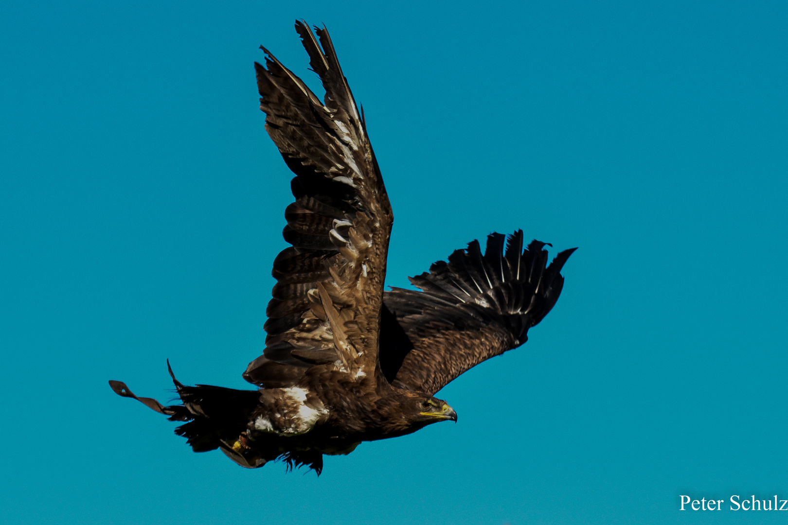 Wüstenbussard bei der Landung.