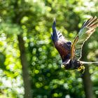 Wüstenbussard bei Poing Wildpark