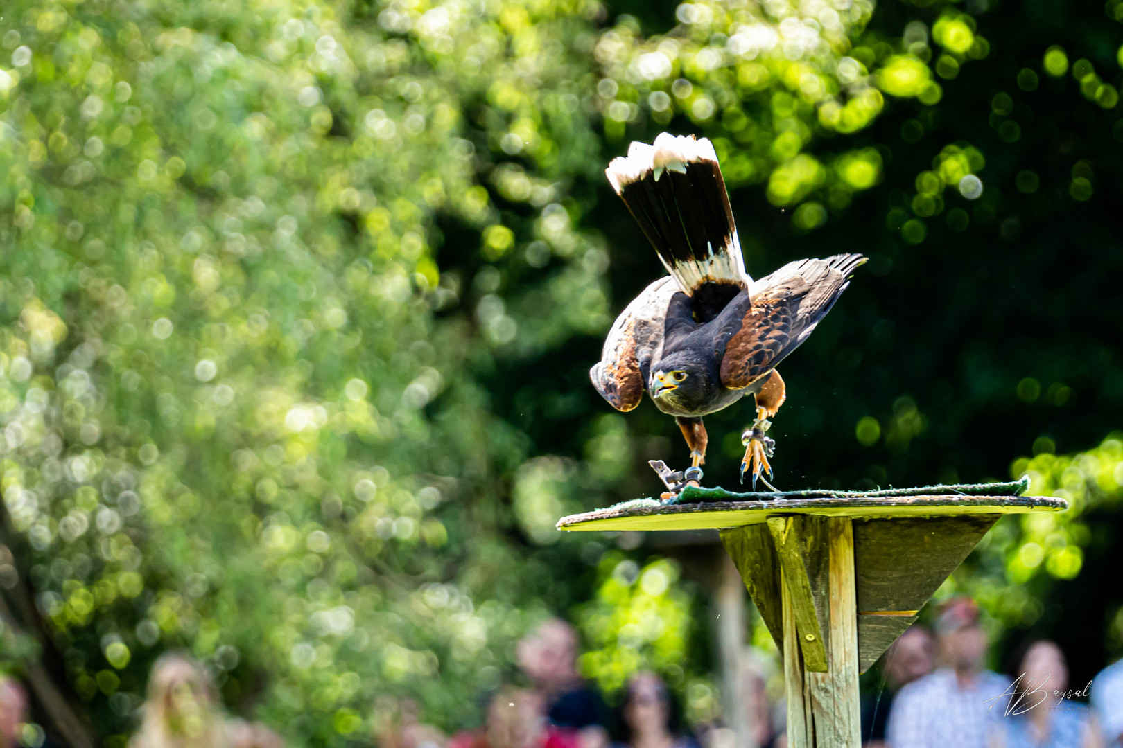 Wüstenbussard bei Poing Wildpark