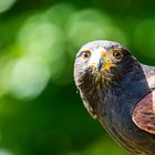 Wüstenbussard bei Poing Wildpark