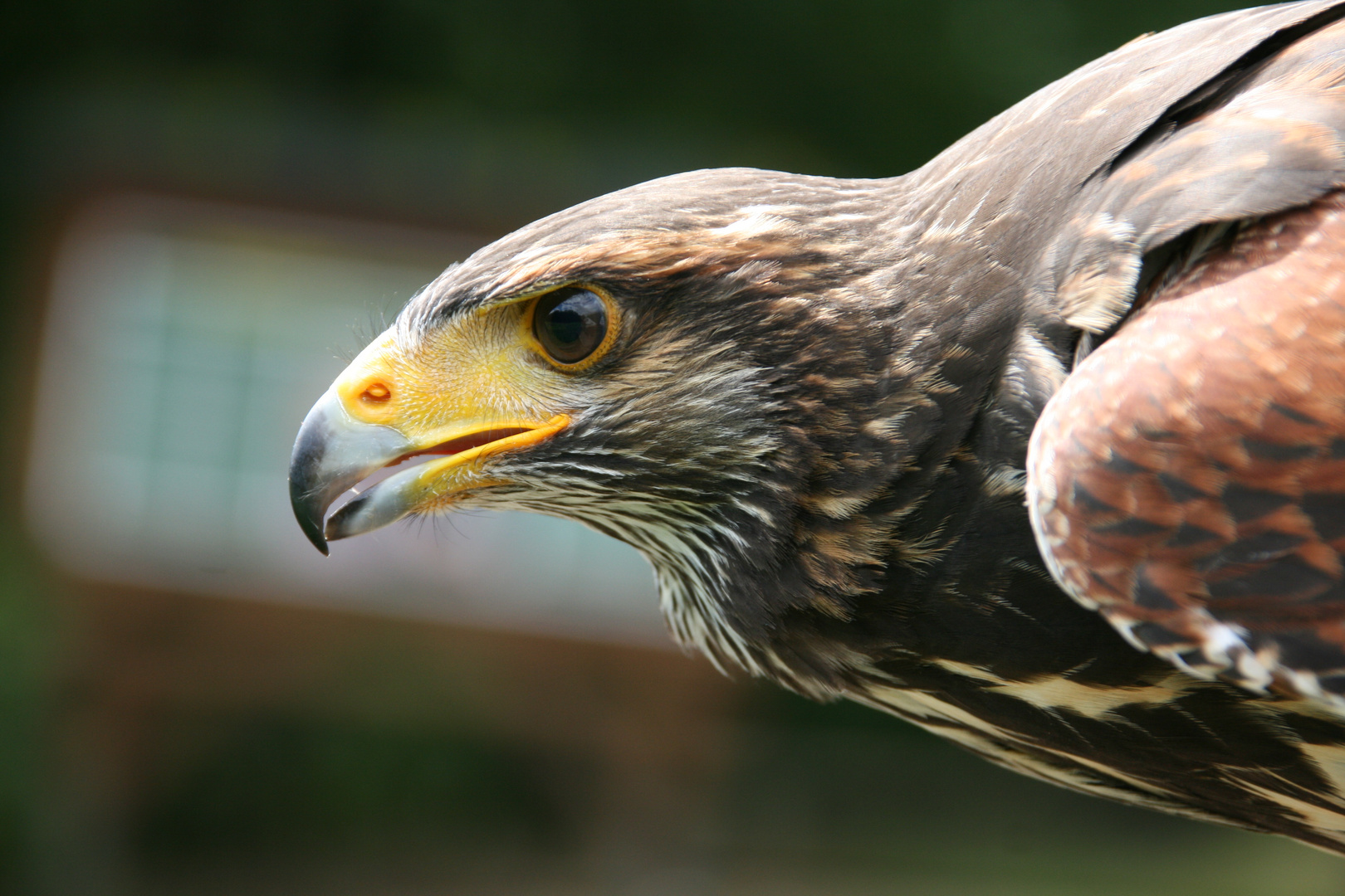 Wüstenbussard bei seiner Show