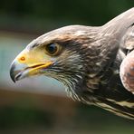 Wüstenbussard bei seiner Show