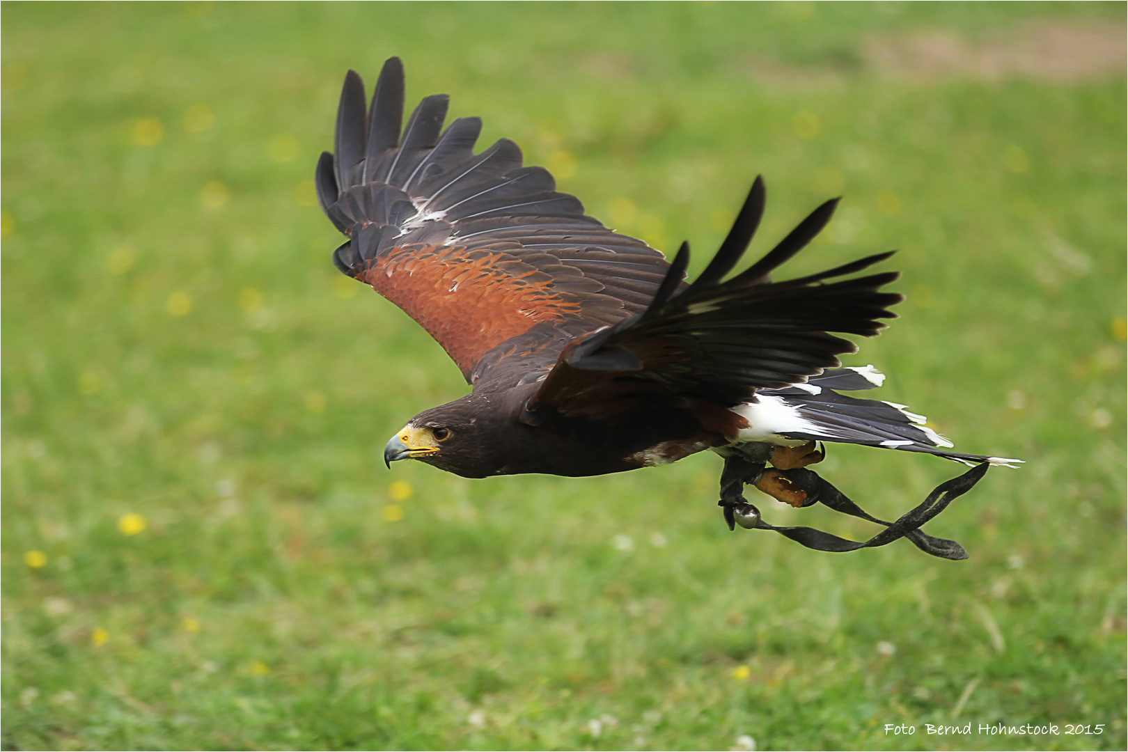 Wüstenbussard ... beim Mittelaltermarkt .... Grefrath 2015