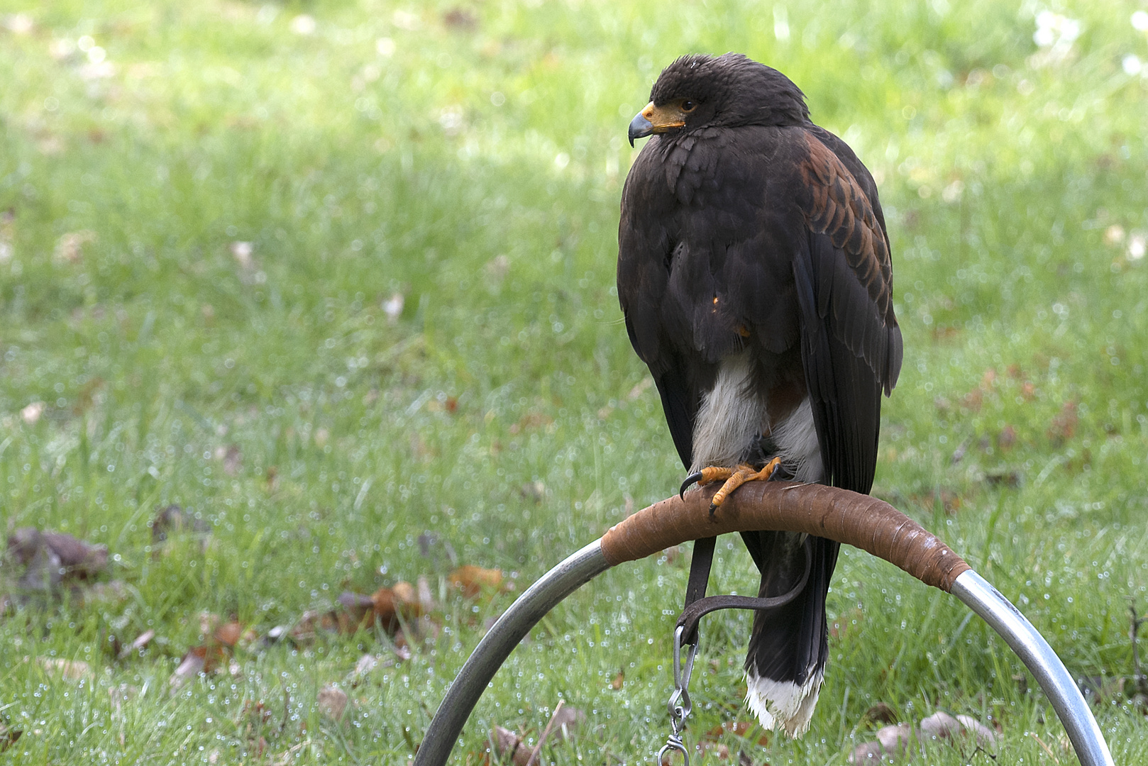 Wüstenbussard