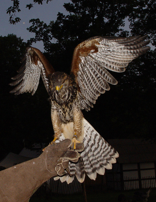 Wüstenbussard