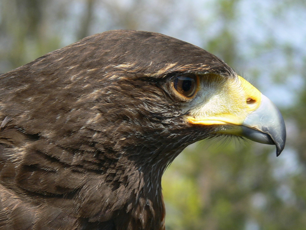 Wüstenbussard