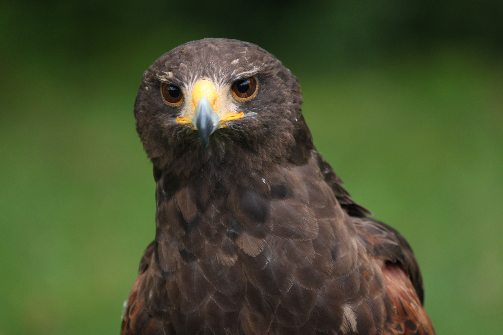 Wüstenbussard