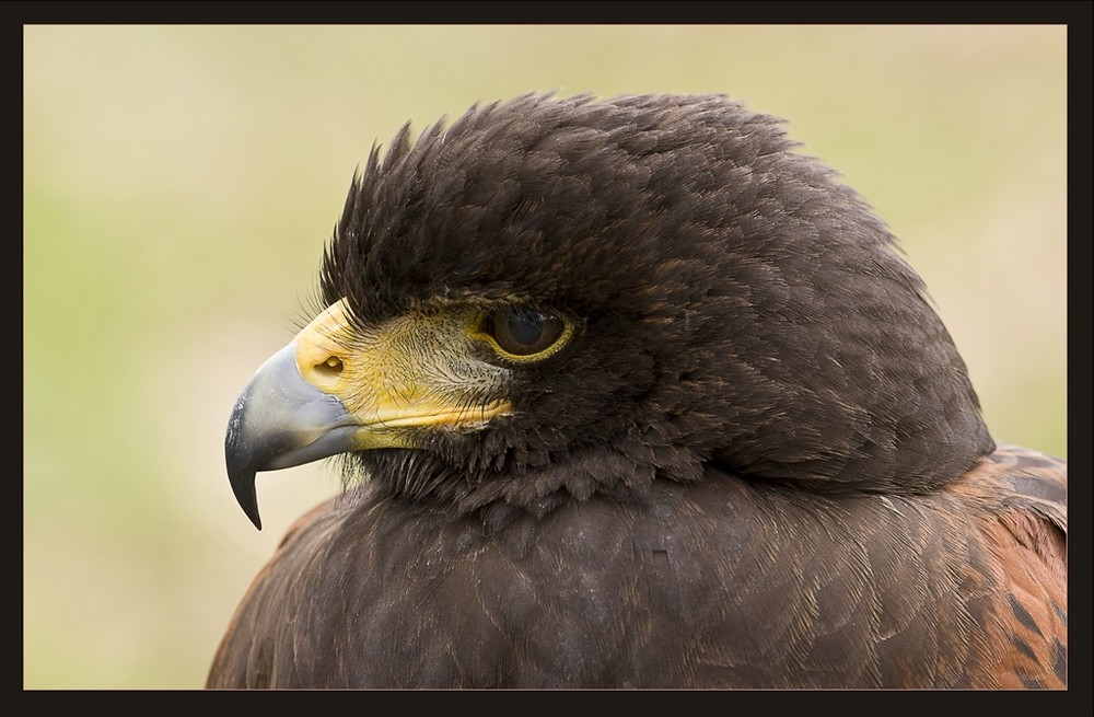 Wüstenbussard