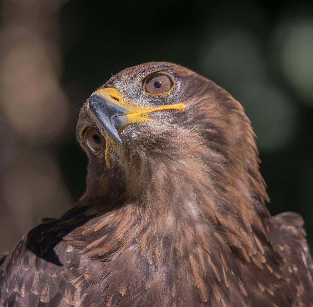 Wüstenbussard