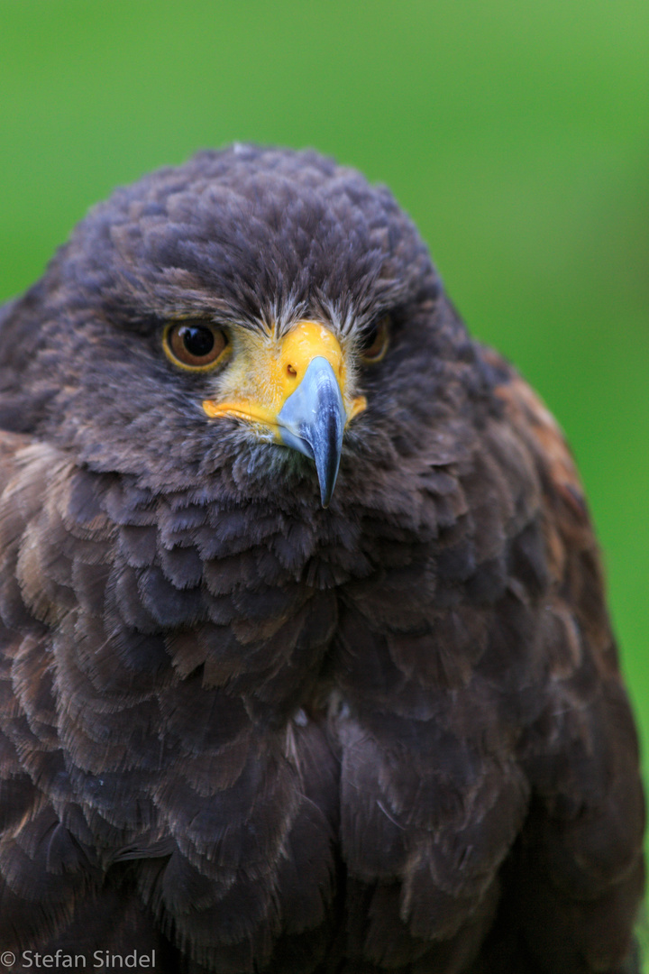 Wüstenbussard