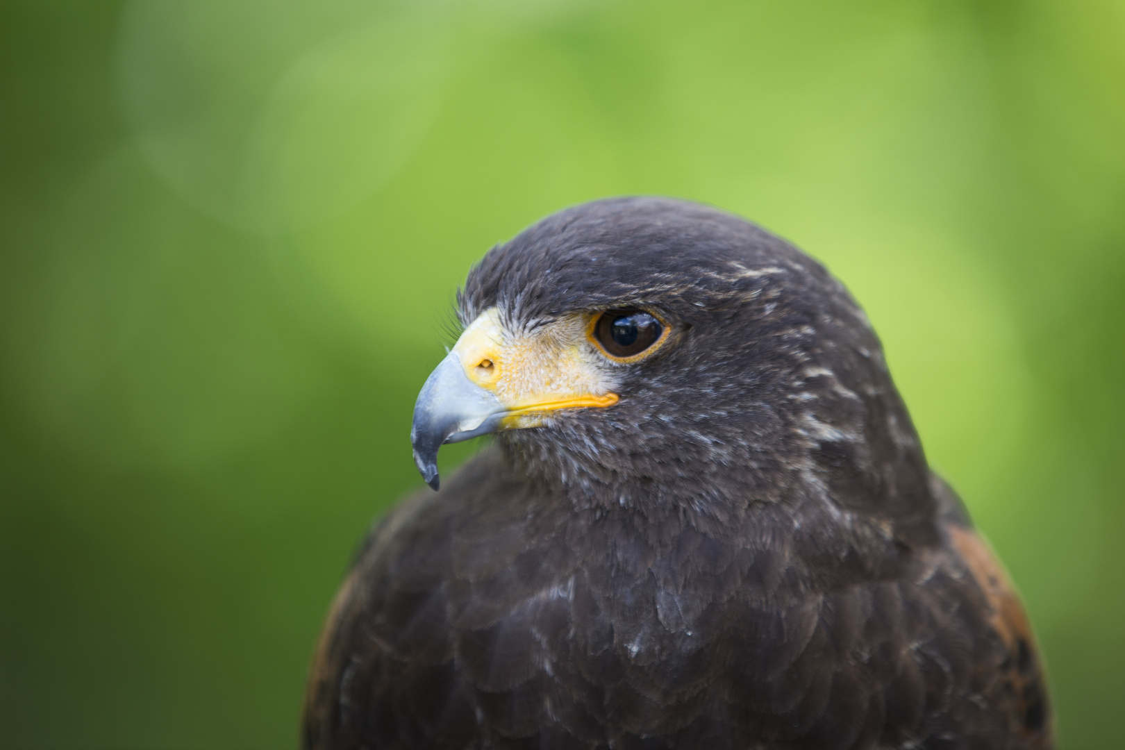 Wüstenbussard