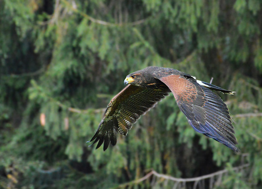 *Wüstenbussard*