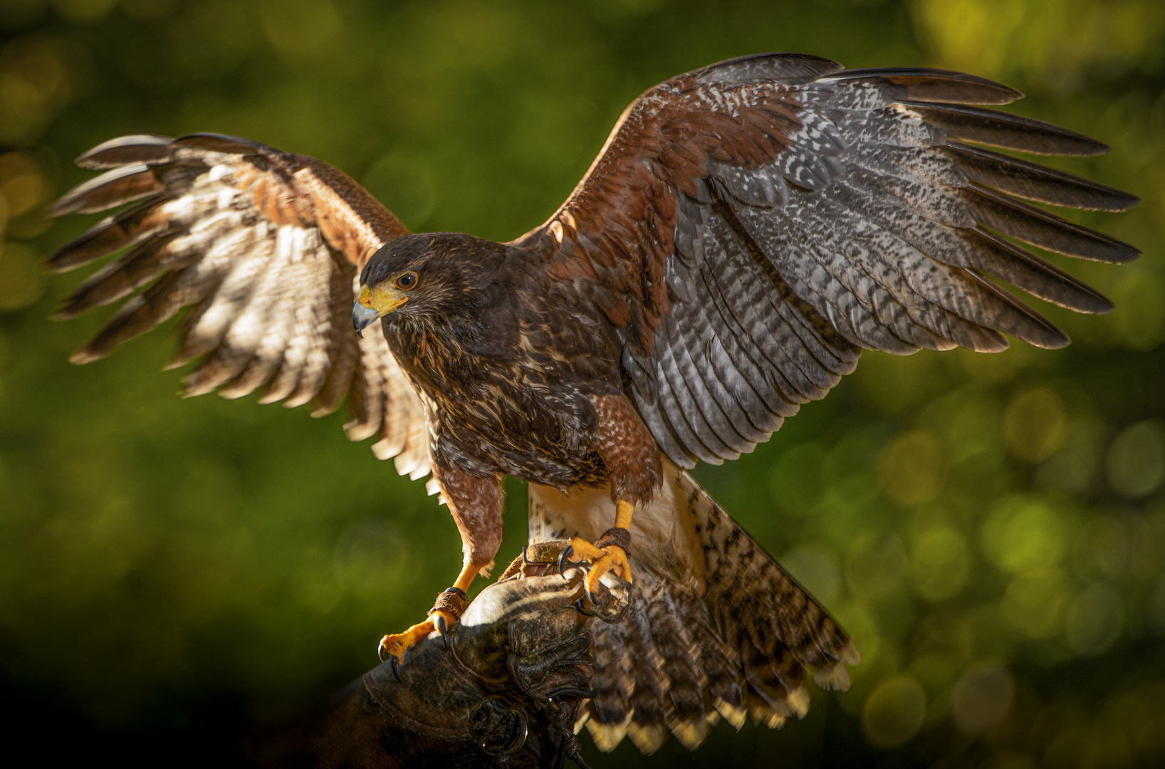 Wüstenbussard