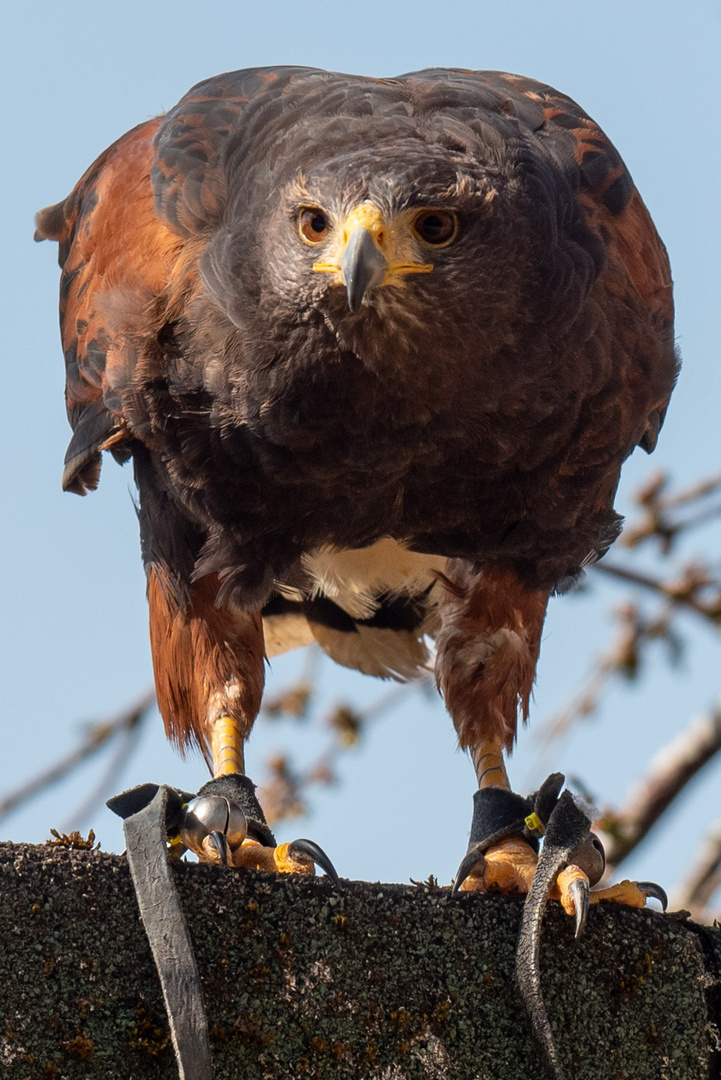 Wüstenbussard