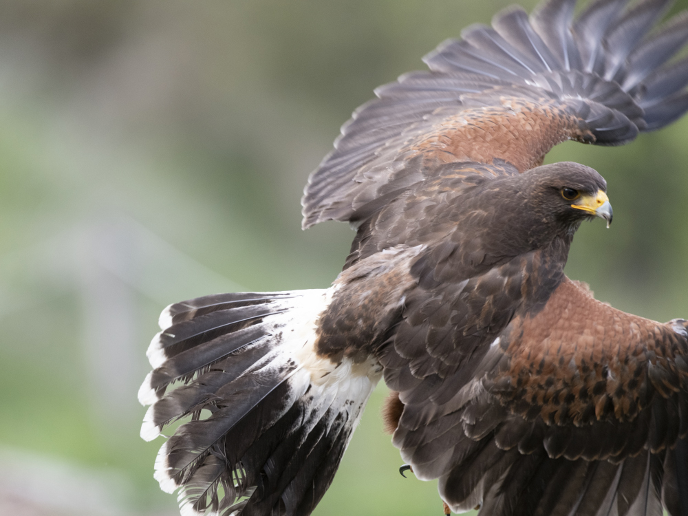 Wüstenbussard