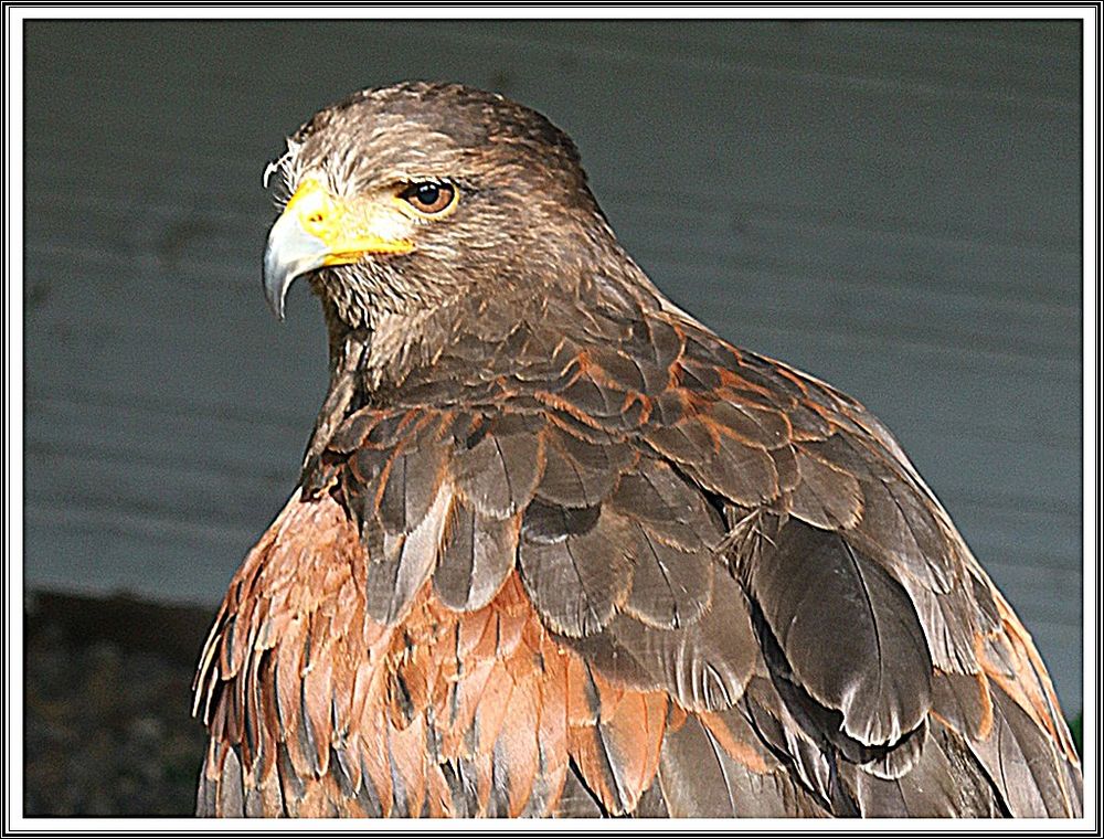 Wüstenbussard...