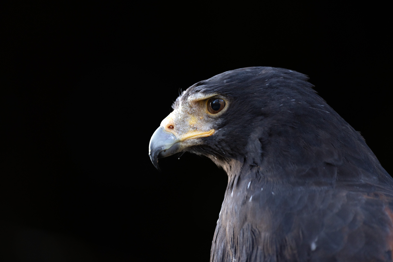 Wüstenbussard