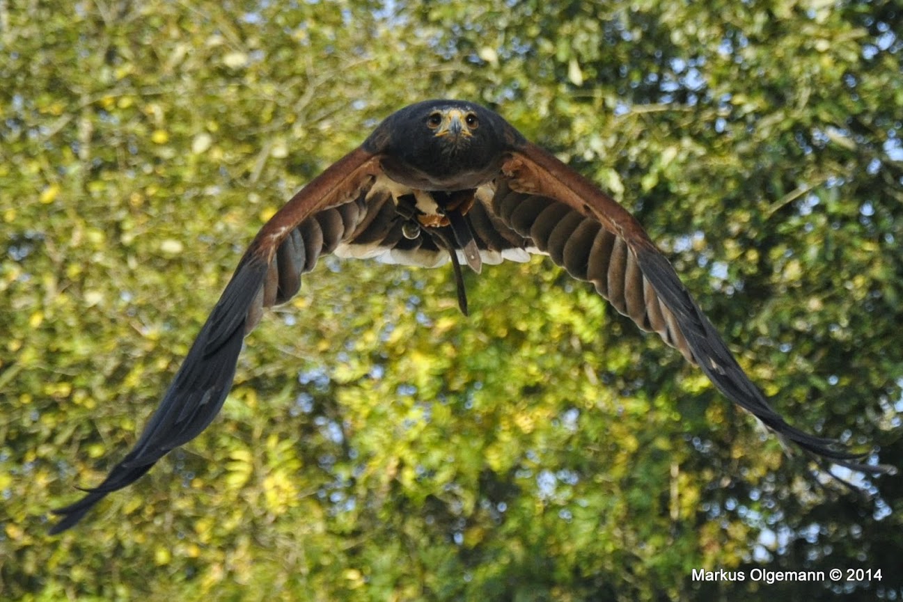 Wüstenbussard