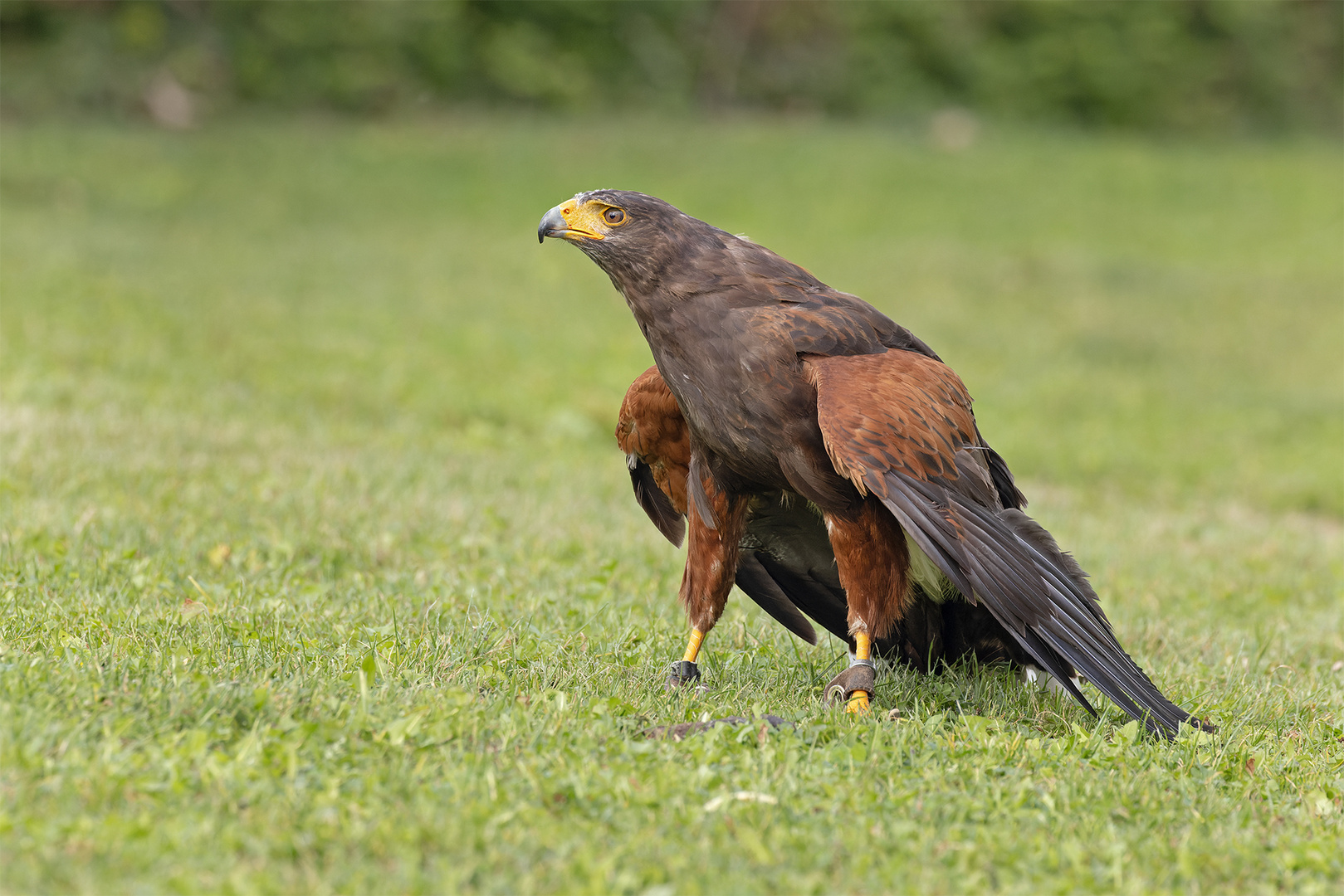 Wüstenbussard