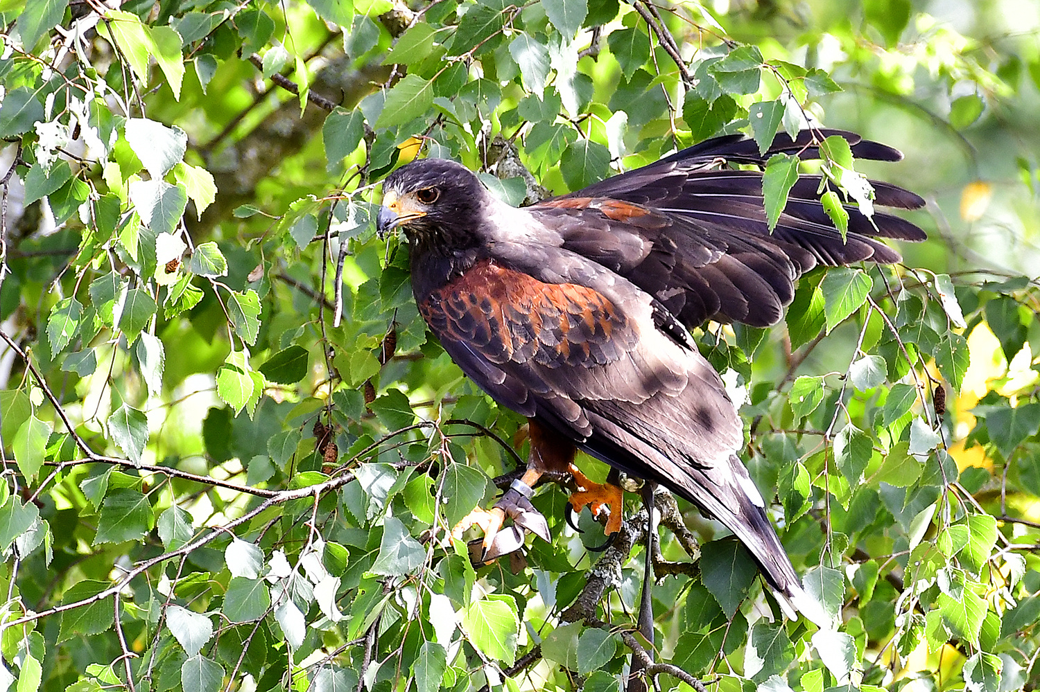 Wüstenbussard