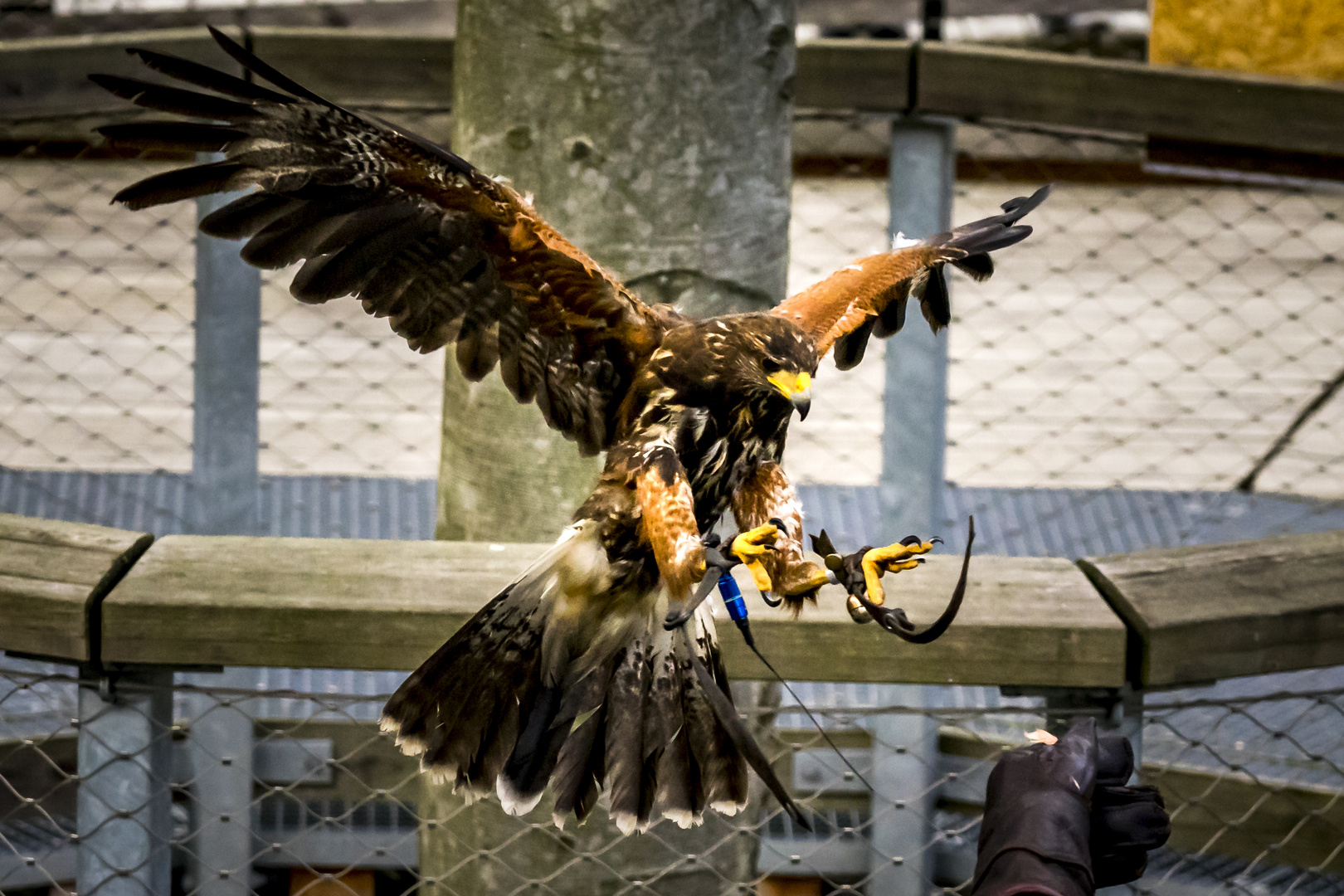 Wüstenbussard