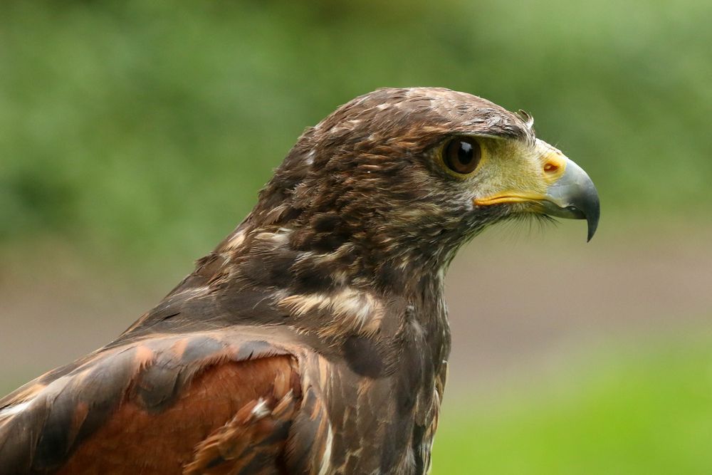 Wüstenbussard