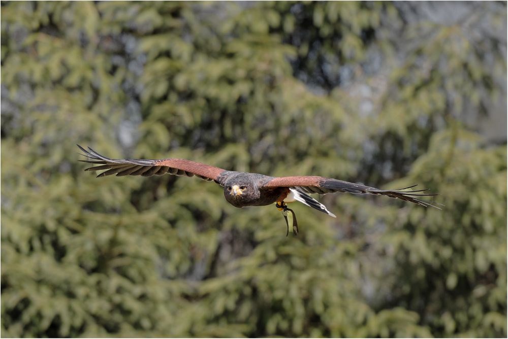 Wüstenbussard