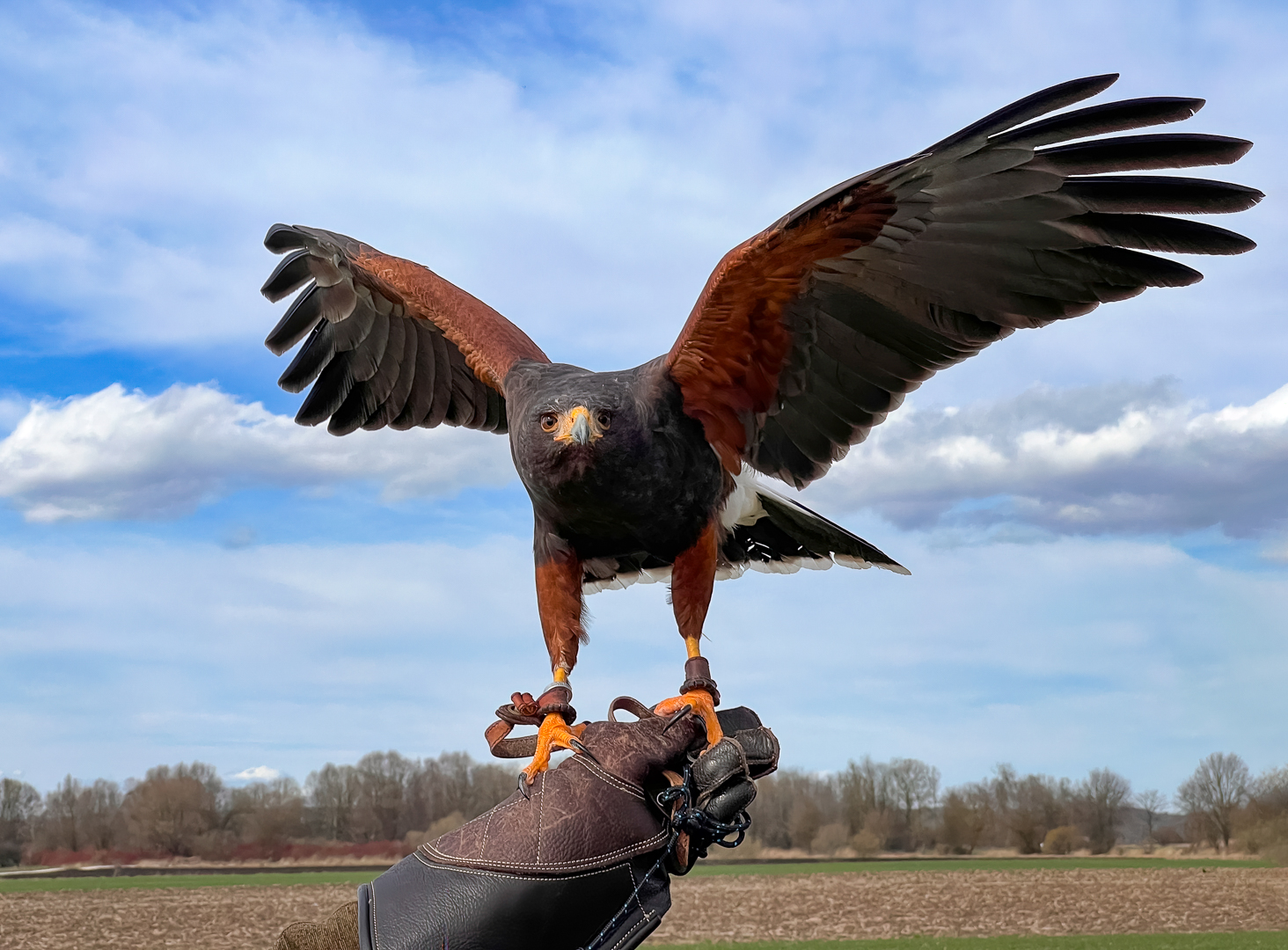 Wüstenbussard