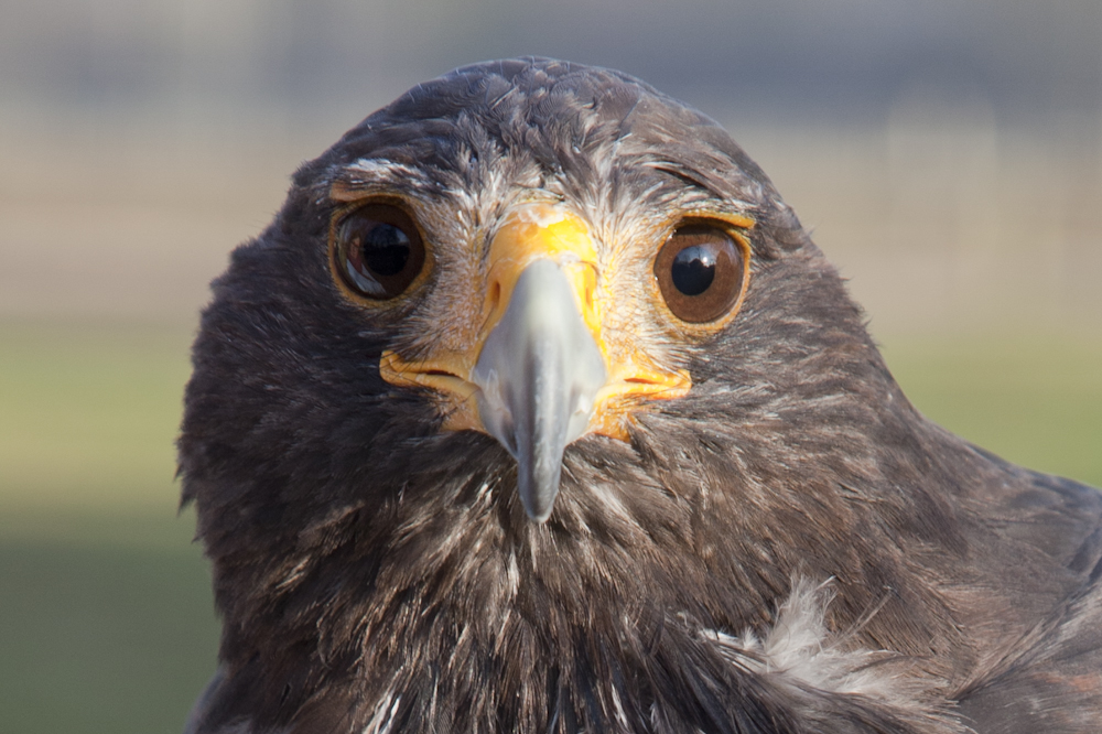 Wüstenbussard