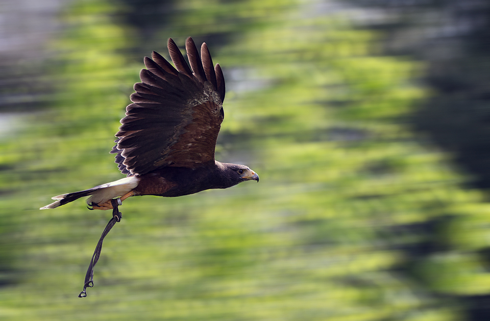 Wüstenbussard