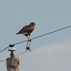 Wüstenbussard-Einsatz zur Stromleitungsreparatur?