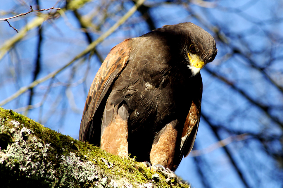 Wüstenbussard