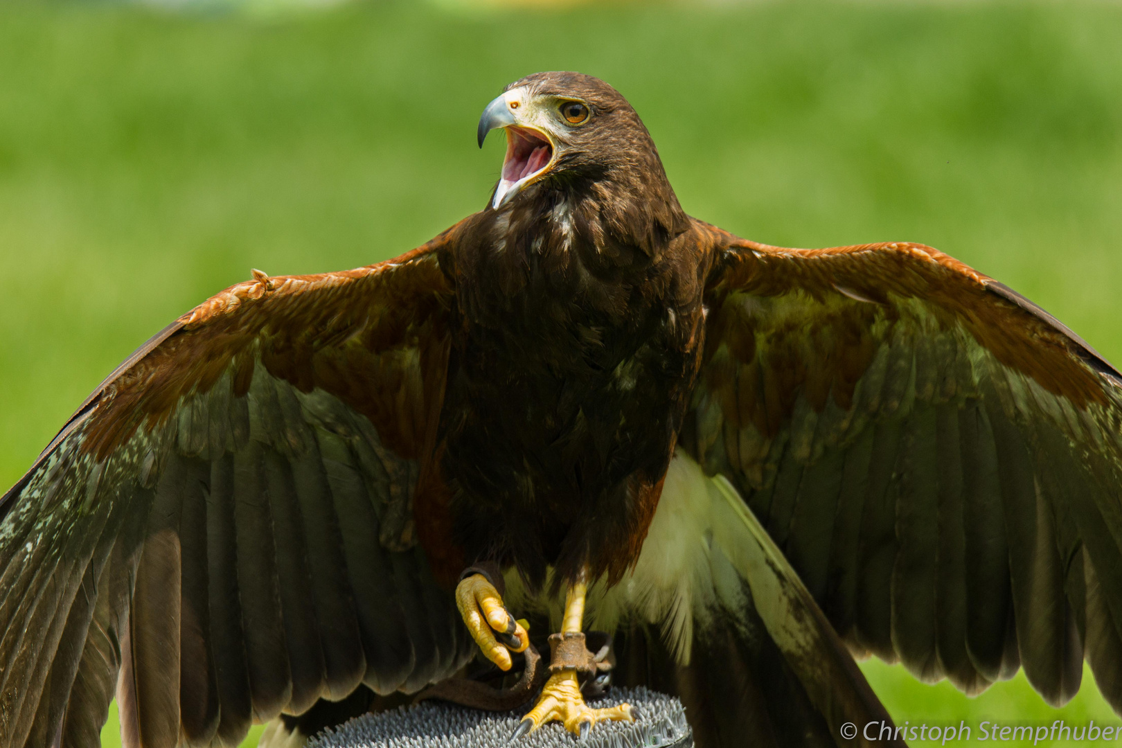 Wüstenbussard