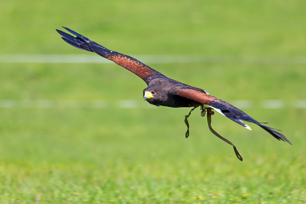 Wüstenbussard