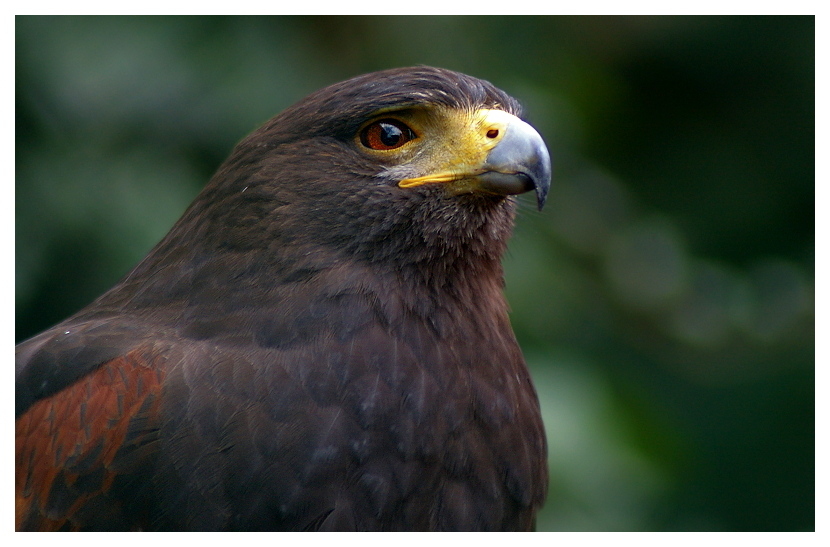 °° Wüstenbussard °°