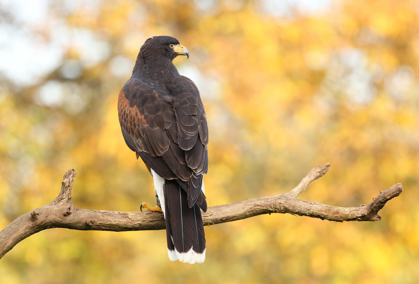 Wüstenbussard