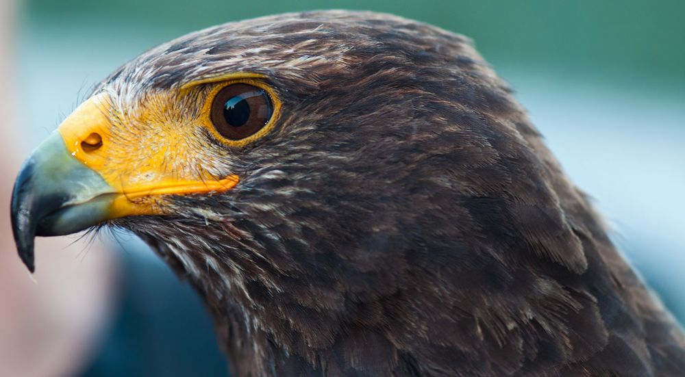 Wüstenbussard