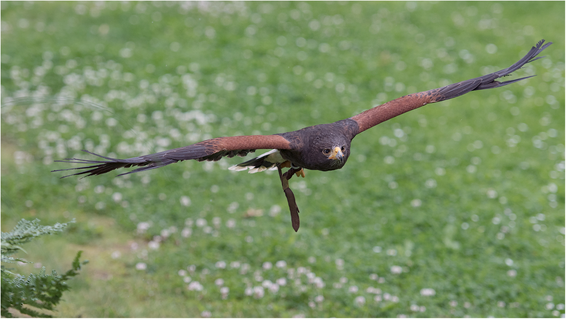 Wüstenbussard-Hansi