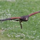 Wüstenbussard-Hansi