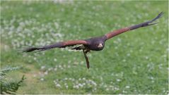 Wüstenbussard-Hansi