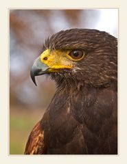 Wüstenbussard (Harris Hawk) #1