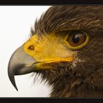 Wüstenbussard (Harris Hawk) #2