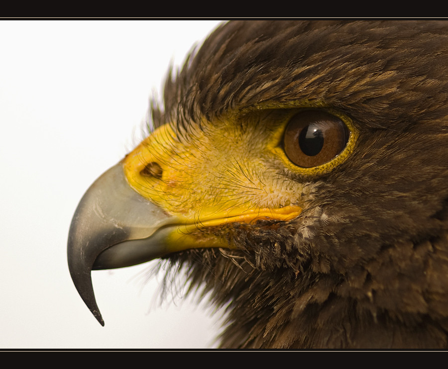 Wüstenbussard (Harris Hawk) #2