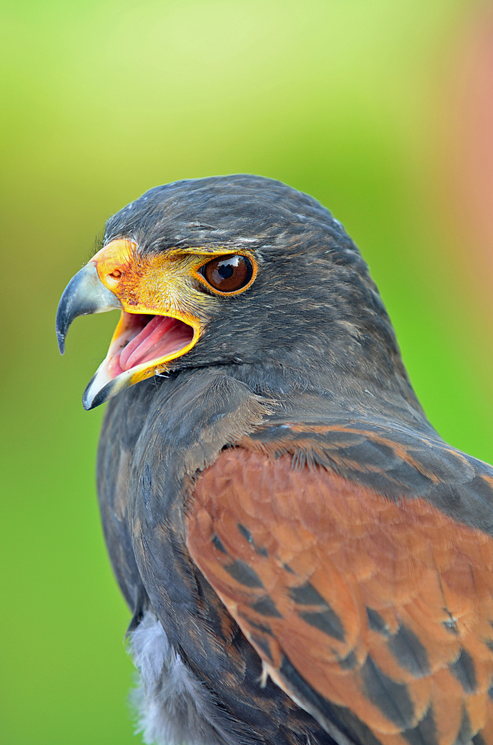 Wüstenbussard (Harris-Hawk)