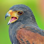 Wüstenbussard (Harris-Hawk)