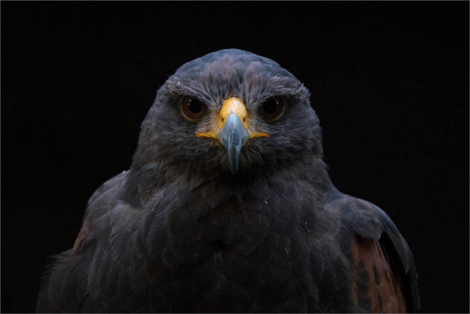 Wüstenbussard - Harris Hawk